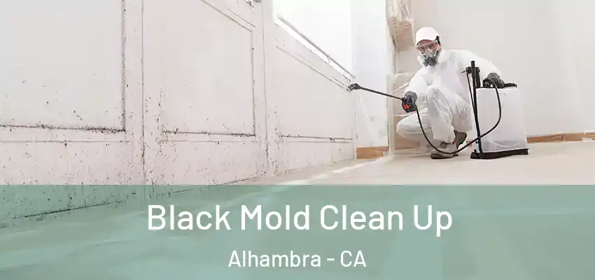  Black Mold Clean Up Alhambra - CA