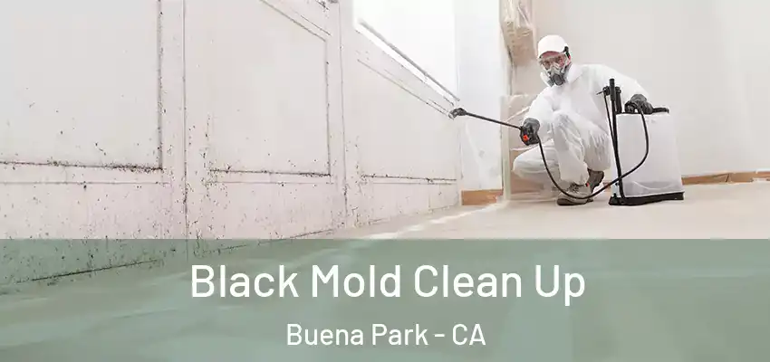  Black Mold Clean Up Buena Park - CA