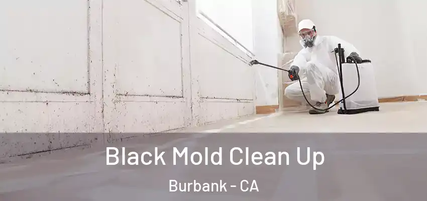  Black Mold Clean Up Burbank - CA