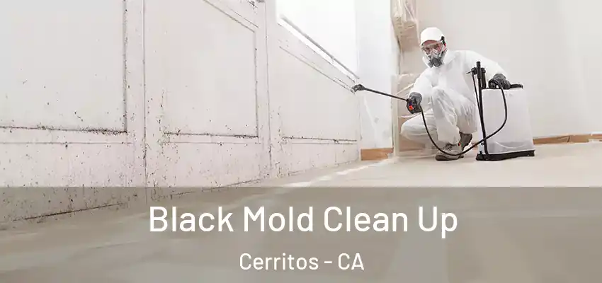 Black Mold Clean Up Cerritos - CA