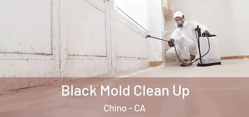  Black Mold Clean Up Chino - CA