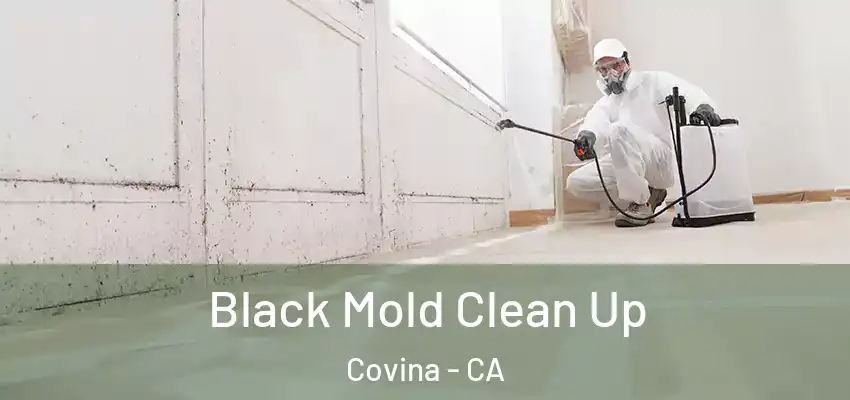  Black Mold Clean Up Covina - CA