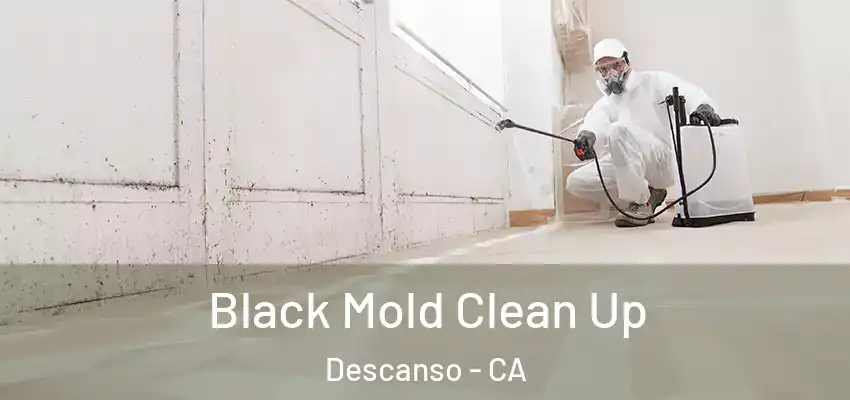  Black Mold Clean Up Descanso - CA