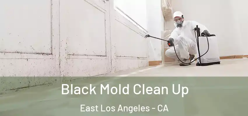  Black Mold Clean Up East Los Angeles - CA