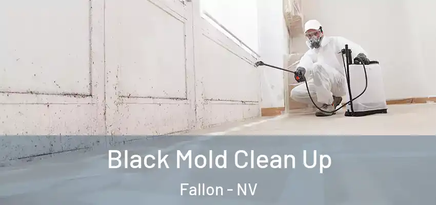  Black Mold Clean Up Fallon - NV
