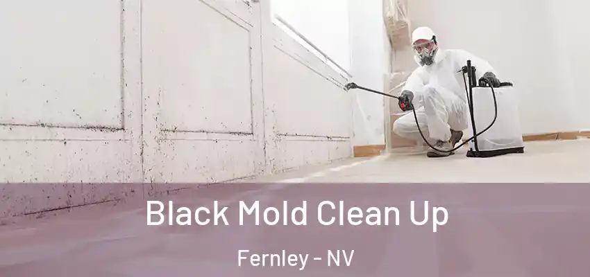  Black Mold Clean Up Fernley - NV