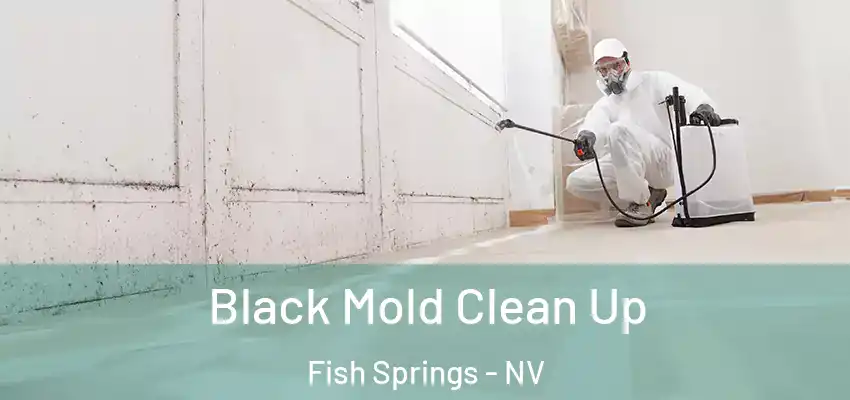  Black Mold Clean Up Fish Springs - NV