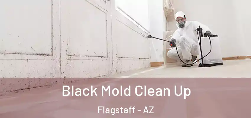  Black Mold Clean Up Flagstaff - AZ