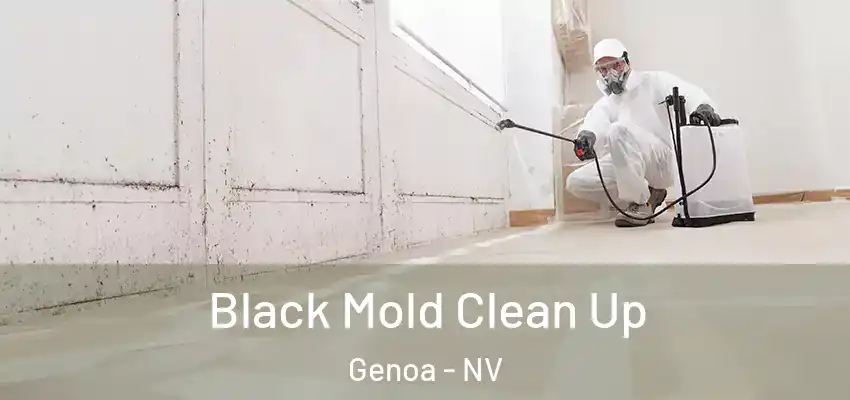  Black Mold Clean Up Genoa - NV