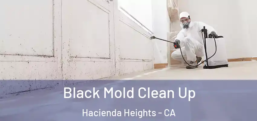  Black Mold Clean Up Hacienda Heights - CA
