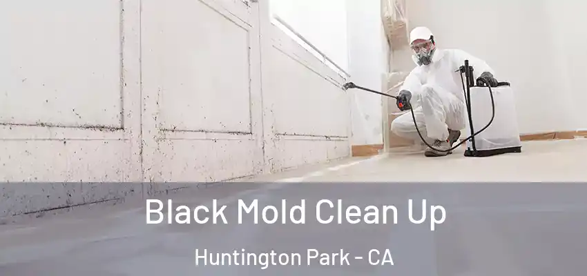  Black Mold Clean Up Huntington Park - CA