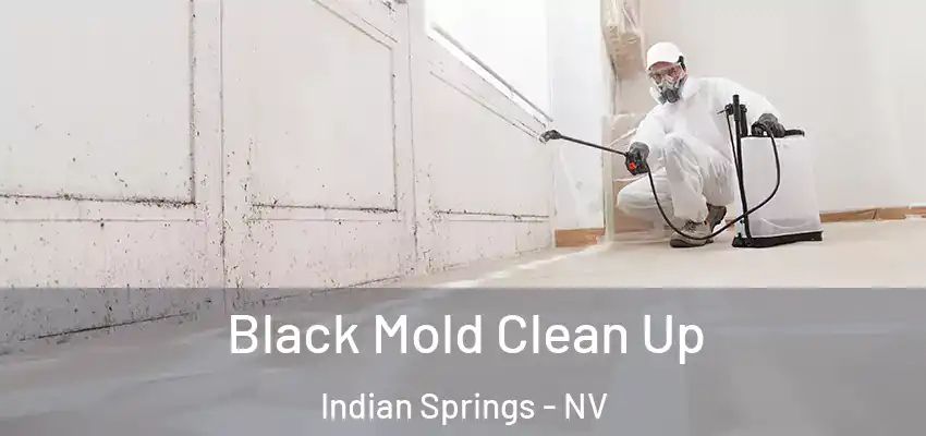  Black Mold Clean Up Indian Springs - NV