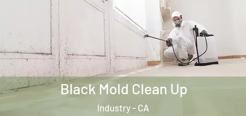  Black Mold Clean Up Industry - CA