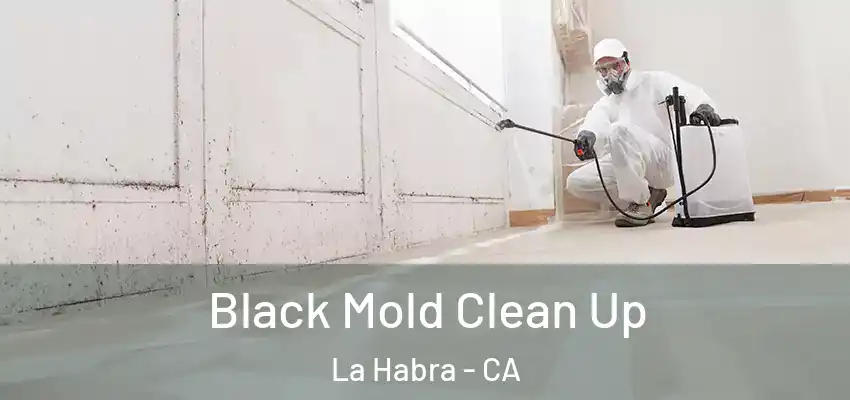  Black Mold Clean Up La Habra - CA
