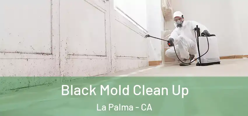  Black Mold Clean Up La Palma - CA