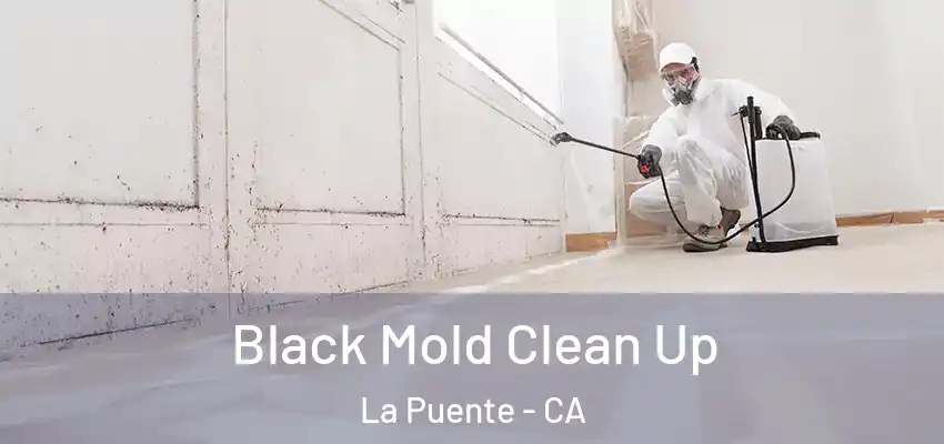  Black Mold Clean Up La Puente - CA