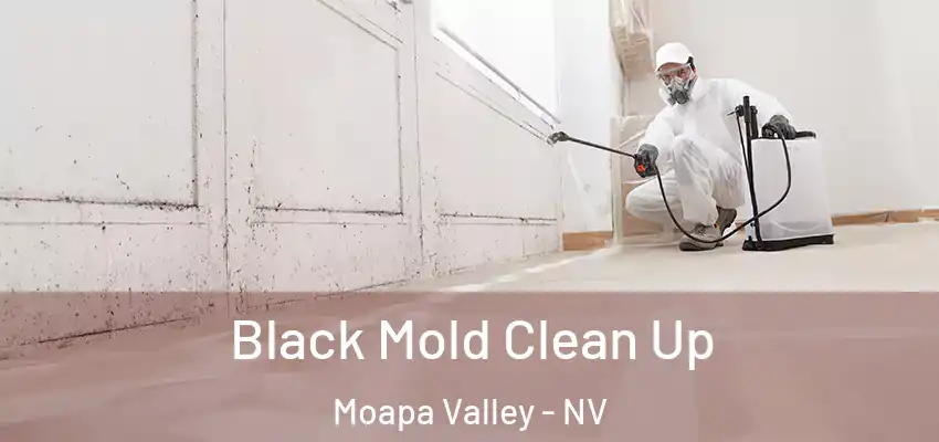  Black Mold Clean Up Moapa Valley - NV