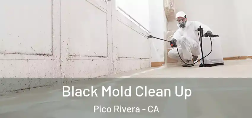 Black Mold Clean Up Pico Rivera - CA