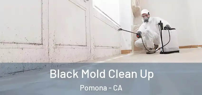  Black Mold Clean Up Pomona - CA