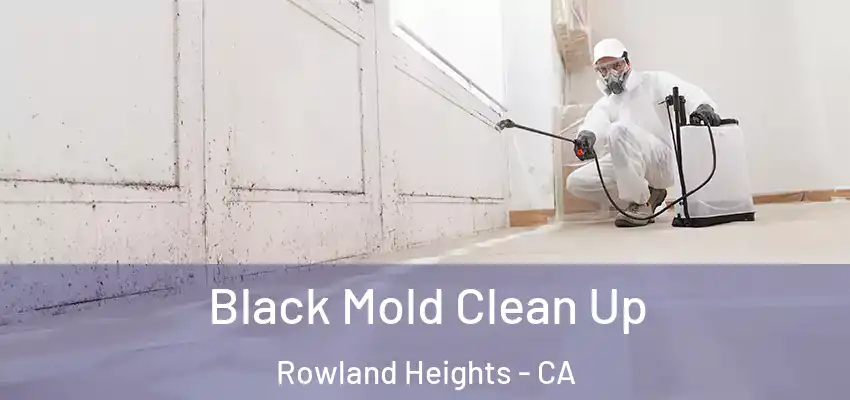  Black Mold Clean Up Rowland Heights - CA