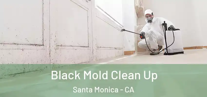  Black Mold Clean Up Santa Monica - CA