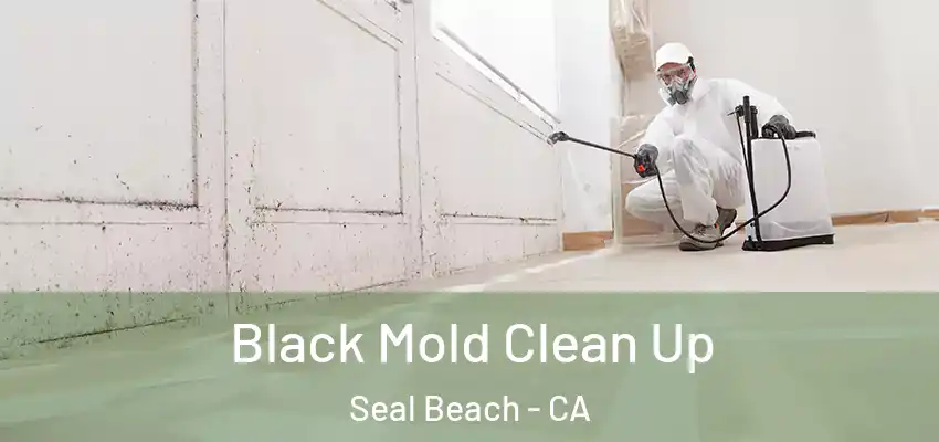  Black Mold Clean Up Seal Beach - CA