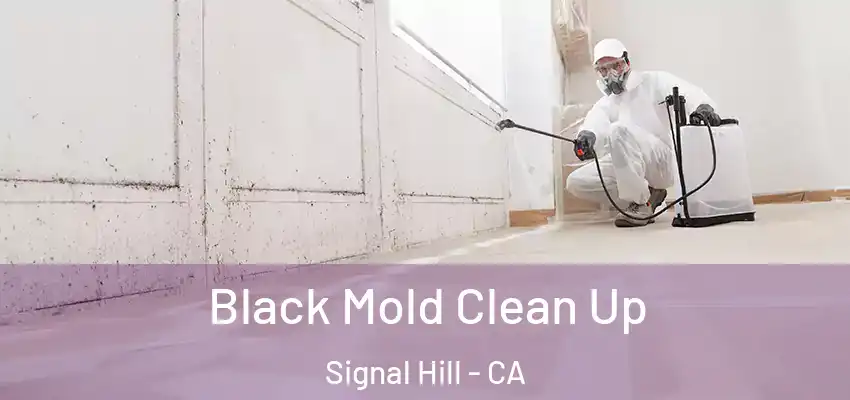  Black Mold Clean Up Signal Hill - CA