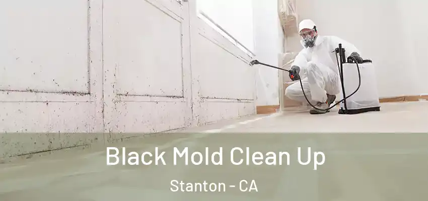  Black Mold Clean Up Stanton - CA