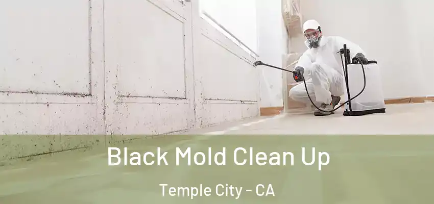  Black Mold Clean Up Temple City - CA
