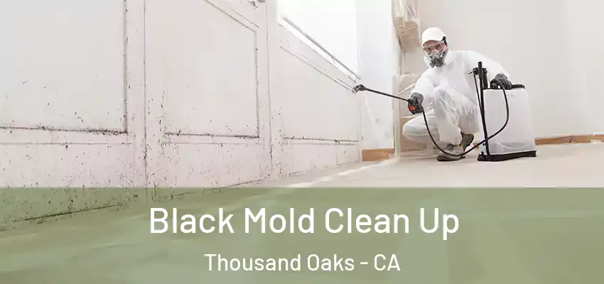  Black Mold Clean Up Thousand Oaks - CA