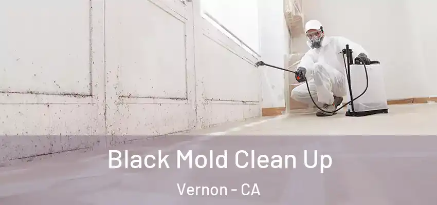 Black Mold Clean Up Vernon - CA