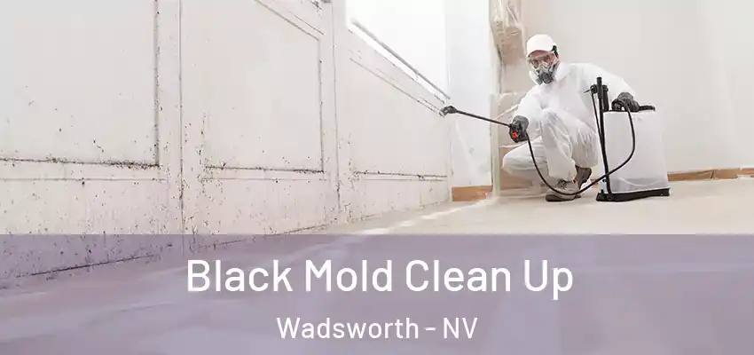  Black Mold Clean Up Wadsworth - NV