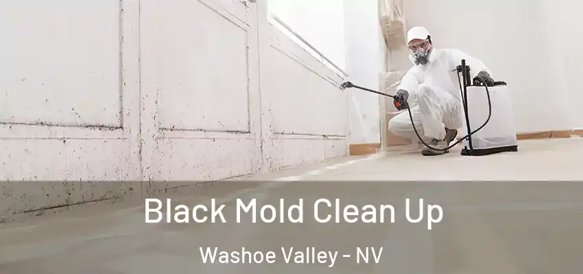  Black Mold Clean Up Washoe Valley - NV