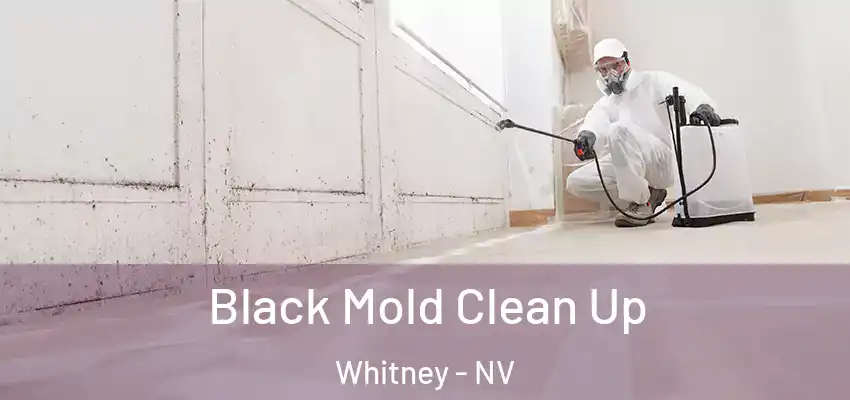  Black Mold Clean Up Whitney - NV