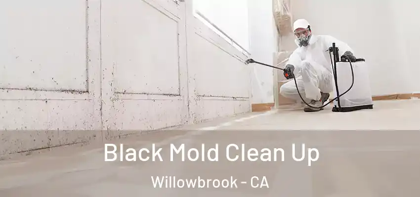 Black Mold Clean Up Willowbrook - CA
