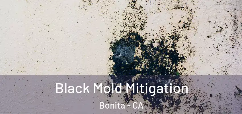  Black Mold Mitigation Bonita - CA