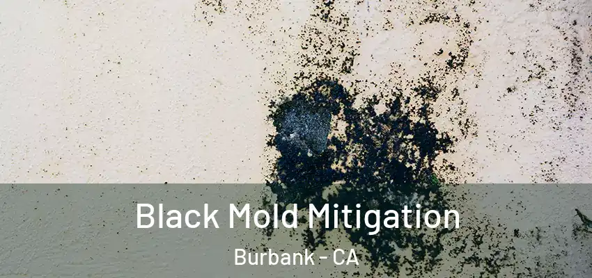  Black Mold Mitigation Burbank - CA