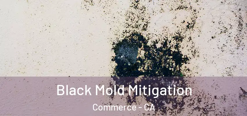  Black Mold Mitigation Commerce - CA