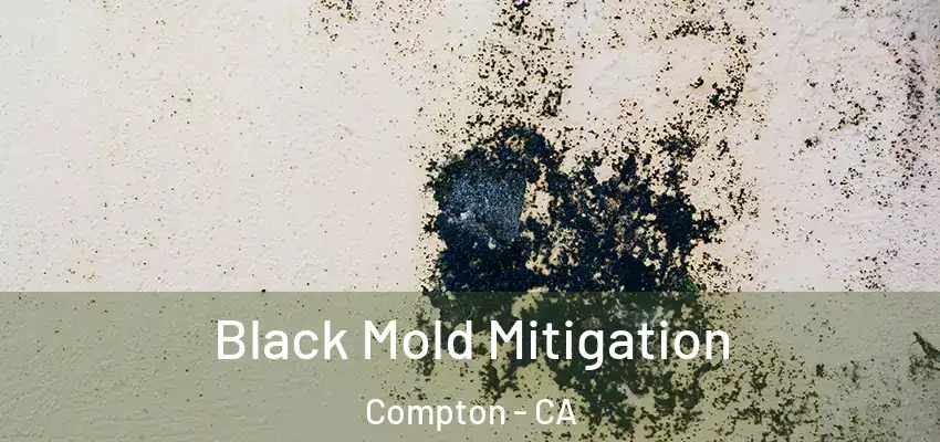  Black Mold Mitigation Compton - CA
