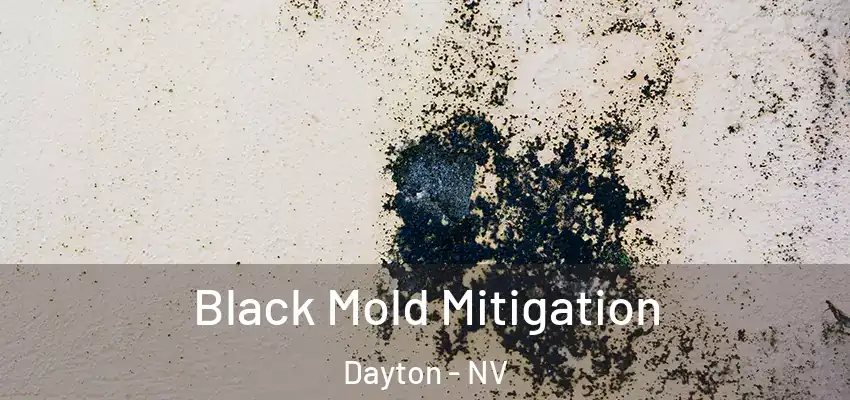  Black Mold Mitigation Dayton - NV