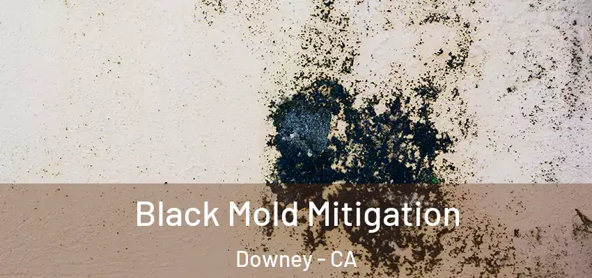  Black Mold Mitigation Downey - CA