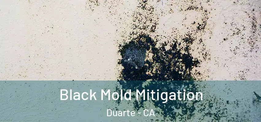 Black Mold Mitigation Duarte - CA