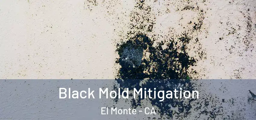  Black Mold Mitigation El Monte - CA