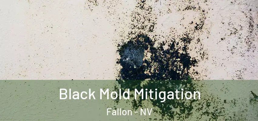  Black Mold Mitigation Fallon - NV