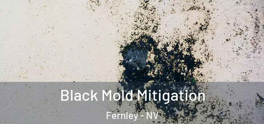  Black Mold Mitigation Fernley - NV