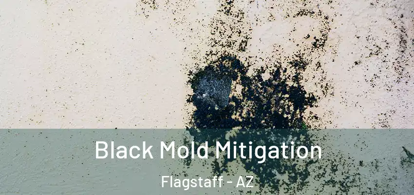 Black Mold Mitigation Flagstaff - AZ