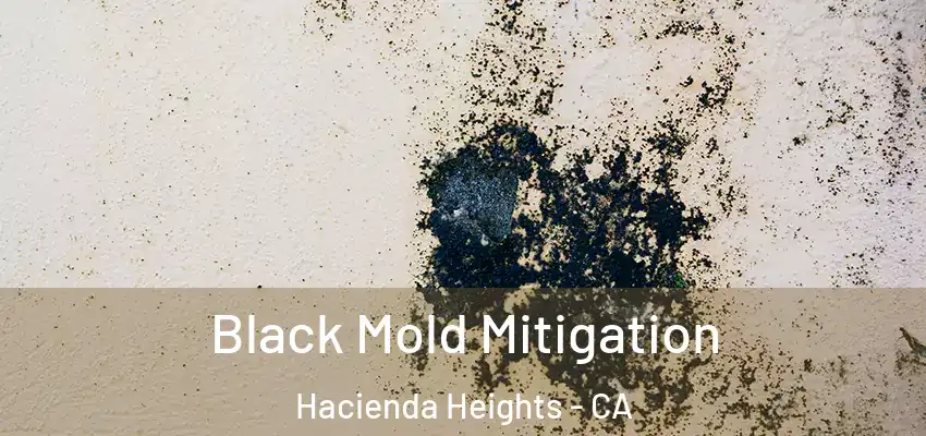  Black Mold Mitigation Hacienda Heights - CA