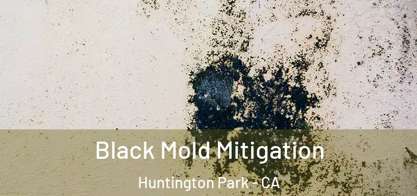 Black Mold Mitigation Huntington Park - CA