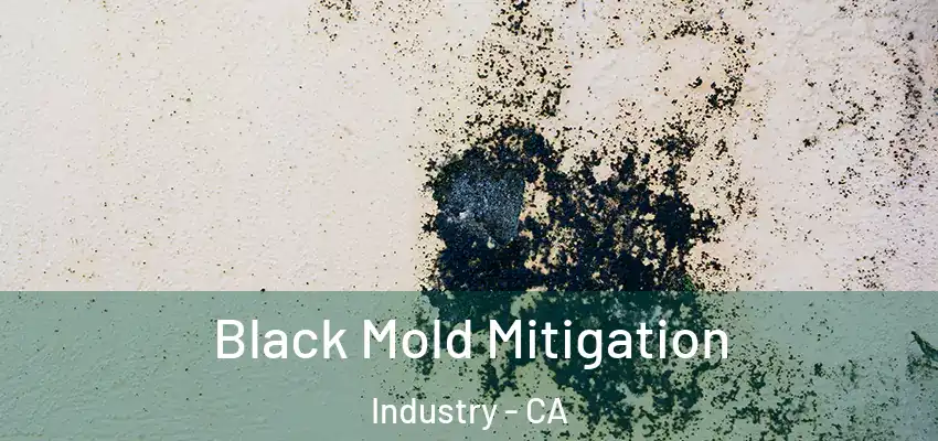  Black Mold Mitigation Industry - CA
