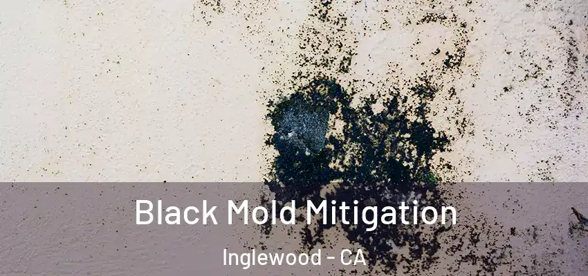 Black Mold Mitigation Inglewood - CA